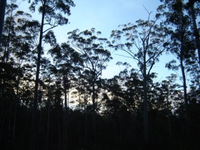 Eucalypt Forest at Sunset. (Janet Kleiner)