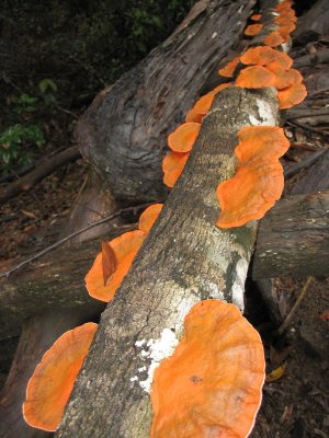 fungus on a log (Jessica Nepom)
