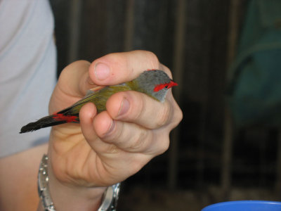 reb-browed finch (Jessica Nepom)
