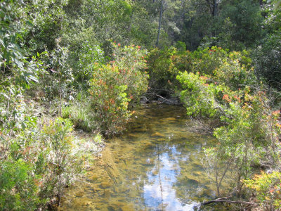Creek in tall open forest (Lara Fine)