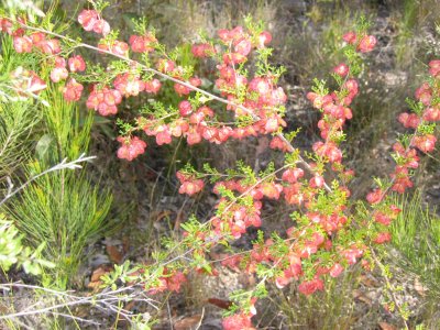 A common endangered plant (Lara Fine)