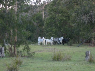 Cattle keeping their distance (Lara Fine)