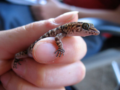 Bynoe's gecko (Lara Fine)