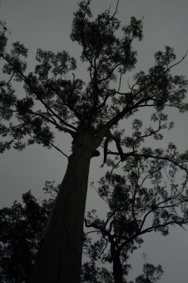 Tree with dark cloud (Jaime Malo)