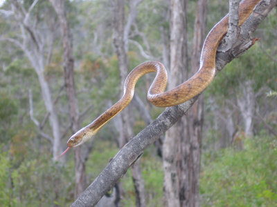 The snake (Genevieve Donahoo)