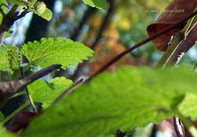 Up close with Mint!