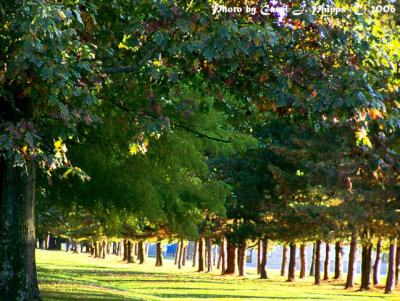 Sun-kissed Path..