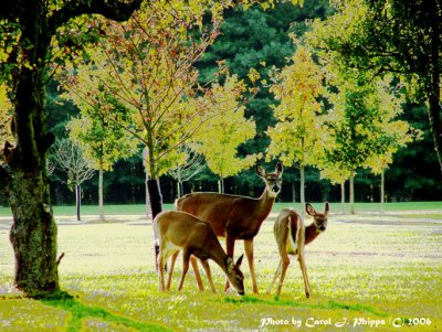 Mother and Twin Fawns.