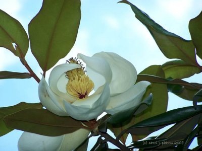Magnolia Tree Blossom.