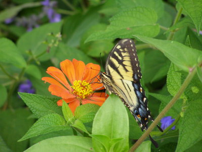 Tiger Swallowtail Too!
