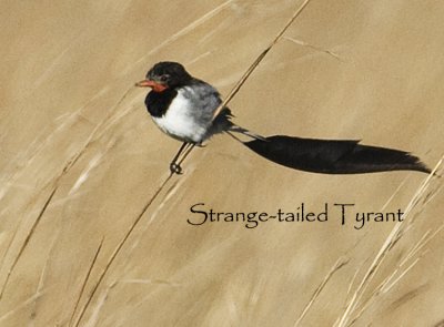 Strange-tailed Tyrant