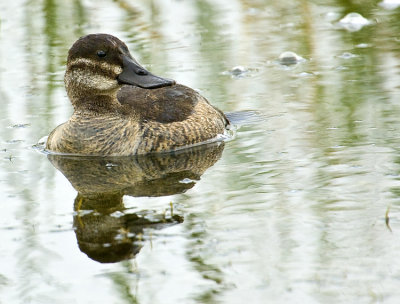 Ruddy Duck