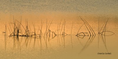 10072009  Viera Reeds Reflected  001. signed copy.jpg