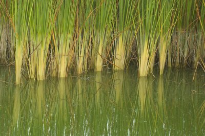 10142009  Cat tails 005. .jpg