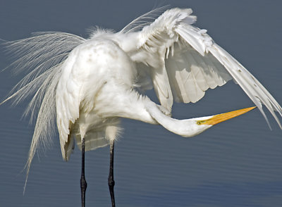 Egret Preen  0262