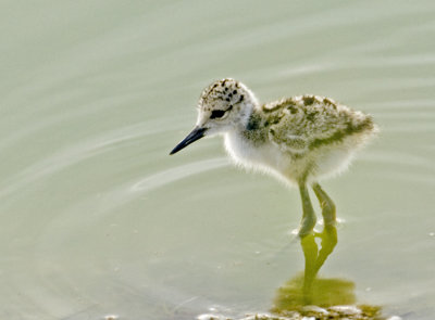 Black-necked Chick  0517