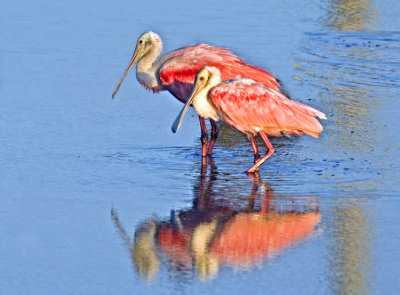 Spoonbill Pair  0592