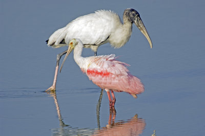 Stork and Spoonbill    0178