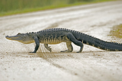 AMerican Alligator   1089