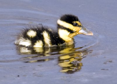 Blabk-bellied Whistling Duck Chick  1542