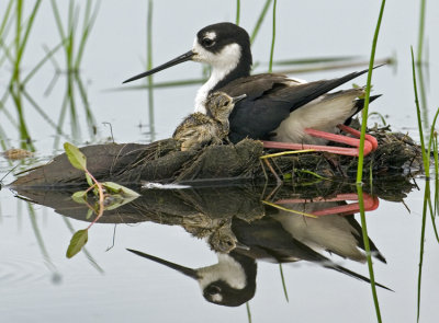 Black-necked Stlit with Hour-old Chck    2282