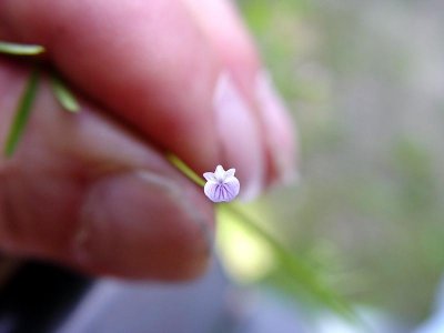 Tiny Flower