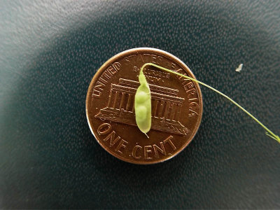 Tiny Peapod For Scale