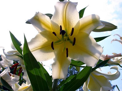 Yellow Trumpet Lily