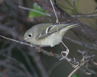 Ruby-crowned Kinglet