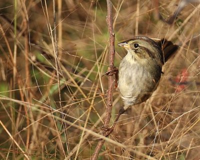 Swamp Sparrow