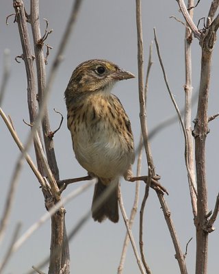 Seaside Sparrow