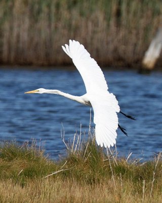 Great Egret