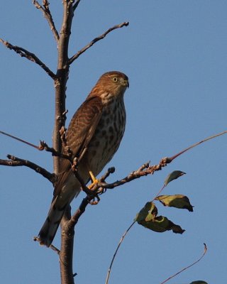 Sharp-shinned Hawk