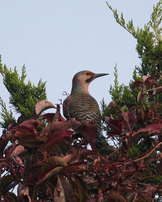 Northern Flicker