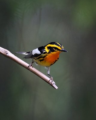 Blackburnian Warbler