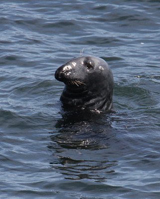 harbor Seal