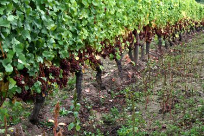 Vineyards
