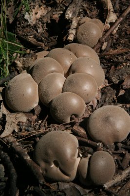 Mushrooms Original