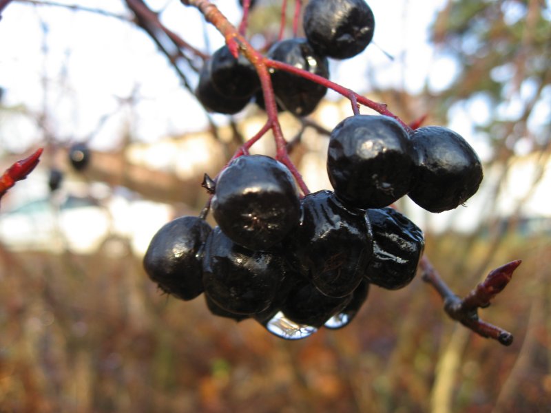 Berries Of Aronia