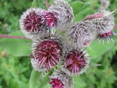 Opening.. Woolly Burdock