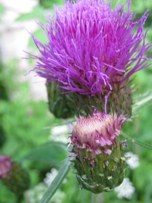 Melancholy Thistle  /  Cirsium helenioides