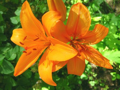 Glow Of Lilies...