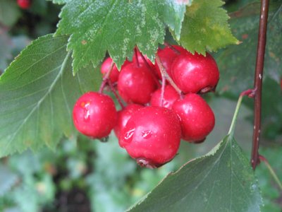 Hawthorn Berries