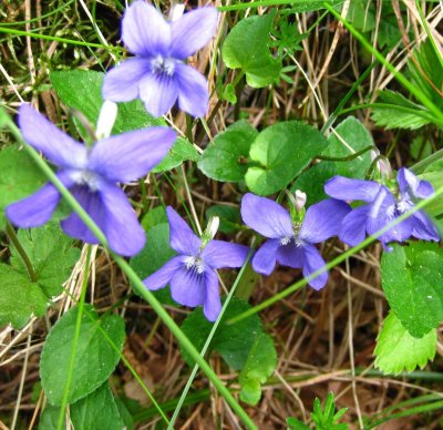 Violets In The Forest