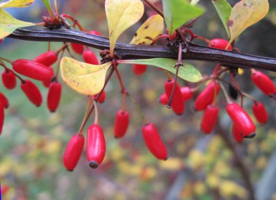 Colorful Twig - Berberis Berries!