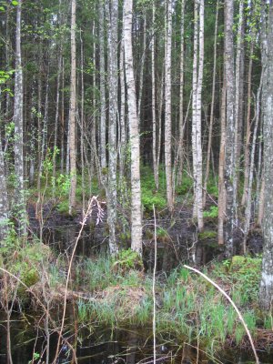 Poruni primeval forest