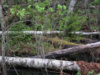 Poruni primeval forest