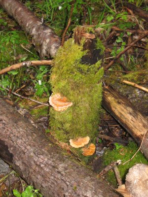 Moss And Fungi