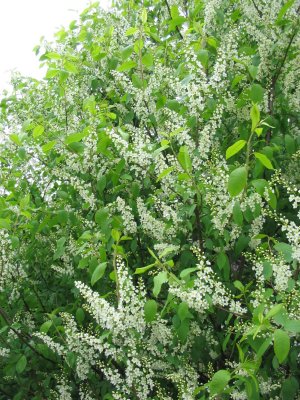 European Bird Cherry