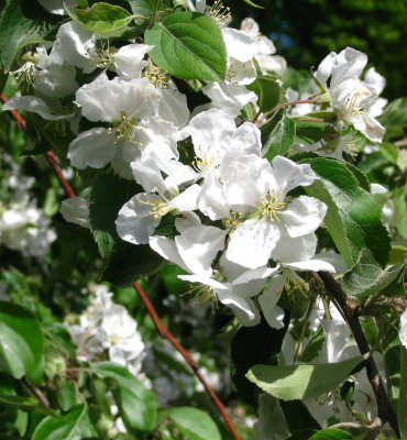 Apple Blossoms...